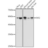 Western Blot - Anti-UBXD8 Antibody (A309224) - Antibodies.com