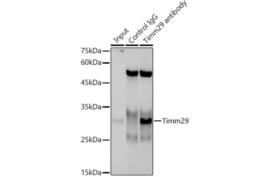 Western Blot - Anti-Timm29 Antibody (A309227) - Antibodies.com