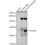 Western Blot - Anti-Timm29 Antibody (A309227) - Antibodies.com