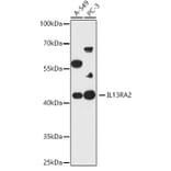 Western Blot - Anti-IL-13 receptor alpha 2 Antibody (A309228) - Antibodies.com