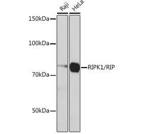 Western Blot - Anti-RIP Antibody [ARC0059] (A309230) - Antibodies.com