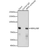 Western Blot - Anti-RIP Antibody [ARC0059] (A309230) - Antibodies.com