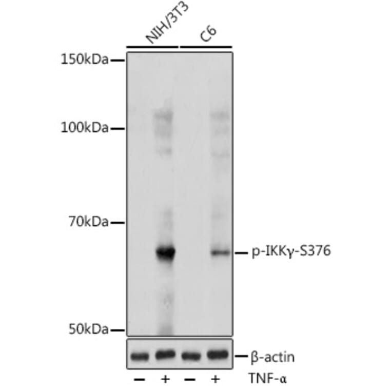 Western Blot - Anti-IKK gamma/NEMO (phospho Ser376) Antibody (A309231) - Antibodies.com