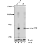Western Blot - Anti-IKK gamma/NEMO (phospho Ser376) Antibody (A309231) - Antibodies.com