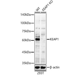 Western Blot - Anti-Keap1 Antibody (A309232) - Antibodies.com