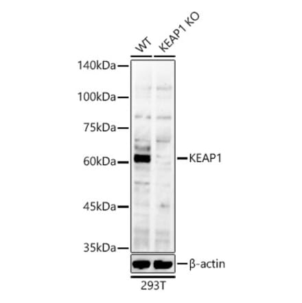 Western Blot - Anti-Keap1 Antibody (A309232) - Antibodies.com