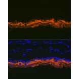 Immunofluorescence - Anti-Cytokeratin 2e Antibody [ARC1925] (A309233) - Antibodies.com