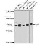 Western Blot - Anti-GPR177/WLS Antibody (A309235) - Antibodies.com