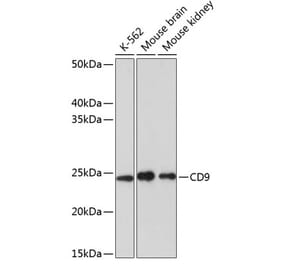 Western Blot - Anti-CD9 Antibody [ARC0330] (A309237) - Antibodies.com
