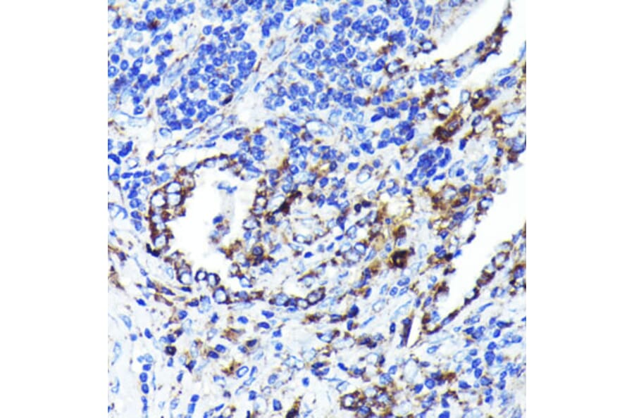 Immunohistochemistry - Anti-CD9 Antibody [ARC0330] (A309237) - Antibodies.com
