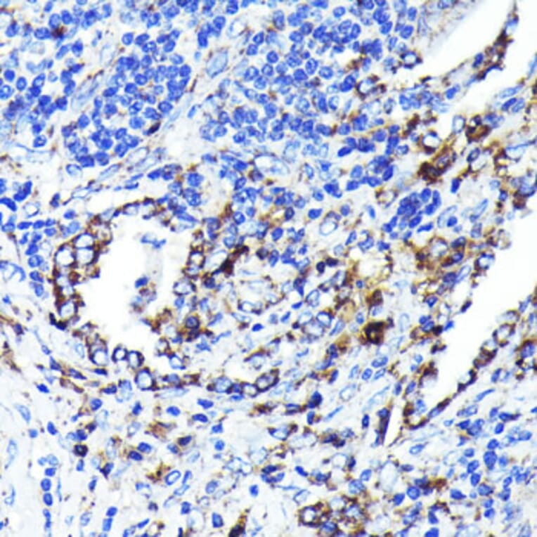 Immunohistochemistry - Anti-CD9 Antibody [ARC0330] (A309237) - Antibodies.com