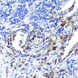 Immunohistochemistry - Anti-CD9 Antibody [ARC0330] (A309237) - Antibodies.com