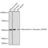 Western Blot - Anti-NK-1R Antibody [ARC1088] (A309238) - Antibodies.com