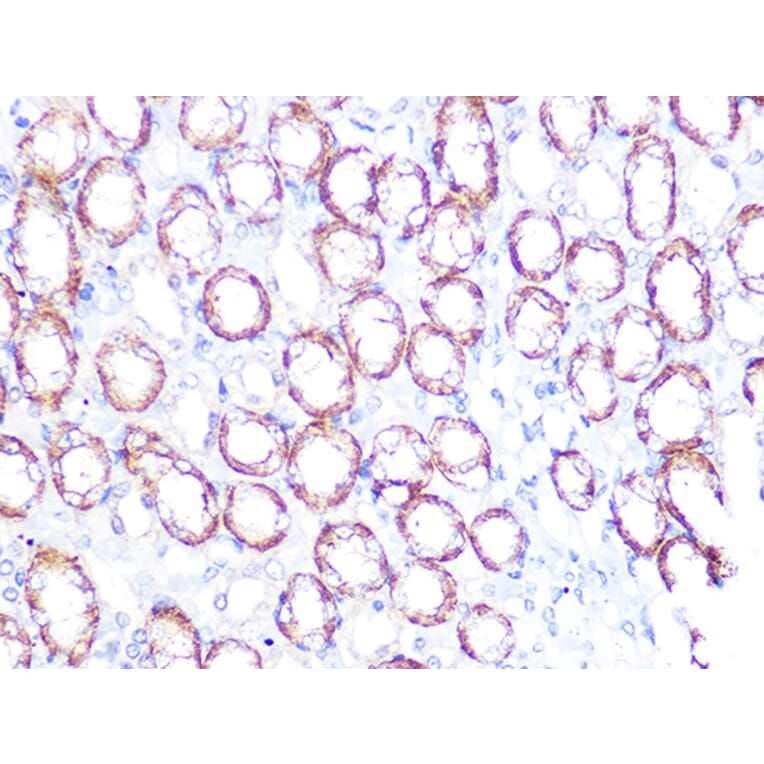 Immunohistochemistry - Anti-ATP1B1 Antibody [ARC1232] (A309240) - Antibodies.com