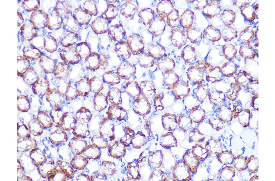 Immunohistochemistry - Anti-ATP1B1 Antibody [ARC1232] (A309240) - Antibodies.com