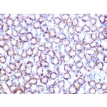 Immunohistochemistry - Anti-ATP1B1 Antibody [ARC1232] (A309240) - Antibodies.com