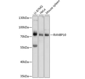 Western Blot - Anti-RANBP10 Antibody (A309242) - Antibodies.com