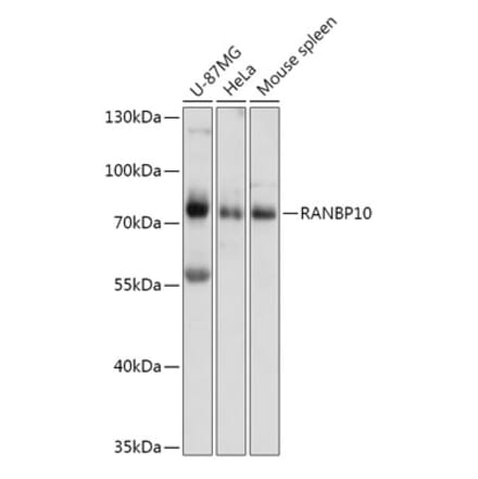 Western Blot - Anti-RANBP10 Antibody (A309242) - Antibodies.com