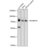 Western Blot - Anti-RANBP10 Antibody (A309242) - Antibodies.com