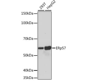 Western Blot - Anti-ERp57 Antibody [ARC0987] (A309243) - Antibodies.com