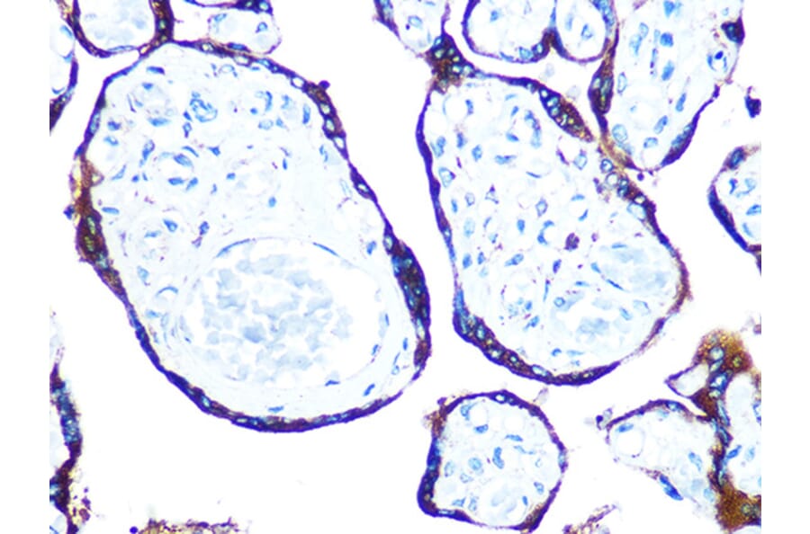 Immunohistochemistry - Anti-ERp57 Antibody [ARC0987] (A309243) - Antibodies.com