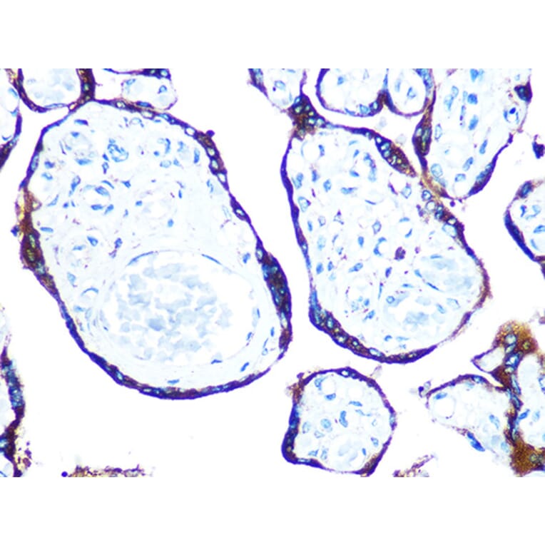 Immunohistochemistry - Anti-ERp57 Antibody [ARC0987] (A309243) - Antibodies.com