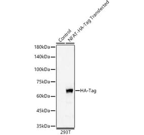Western Blot - Anti-HA Tag Antibody [ARC59578] (A309245) - Antibodies.com