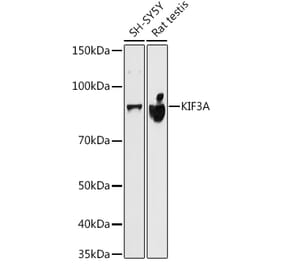 Western Blot - Anti-KIF3A Antibody [ARC1428] (A309246) - Antibodies.com