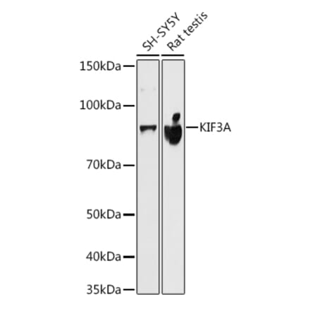 Western Blot - Anti-KIF3A Antibody [ARC1428] (A309246) - Antibodies.com