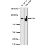 Western Blot - Anti-KIF3A Antibody [ARC1428] (A309246) - Antibodies.com