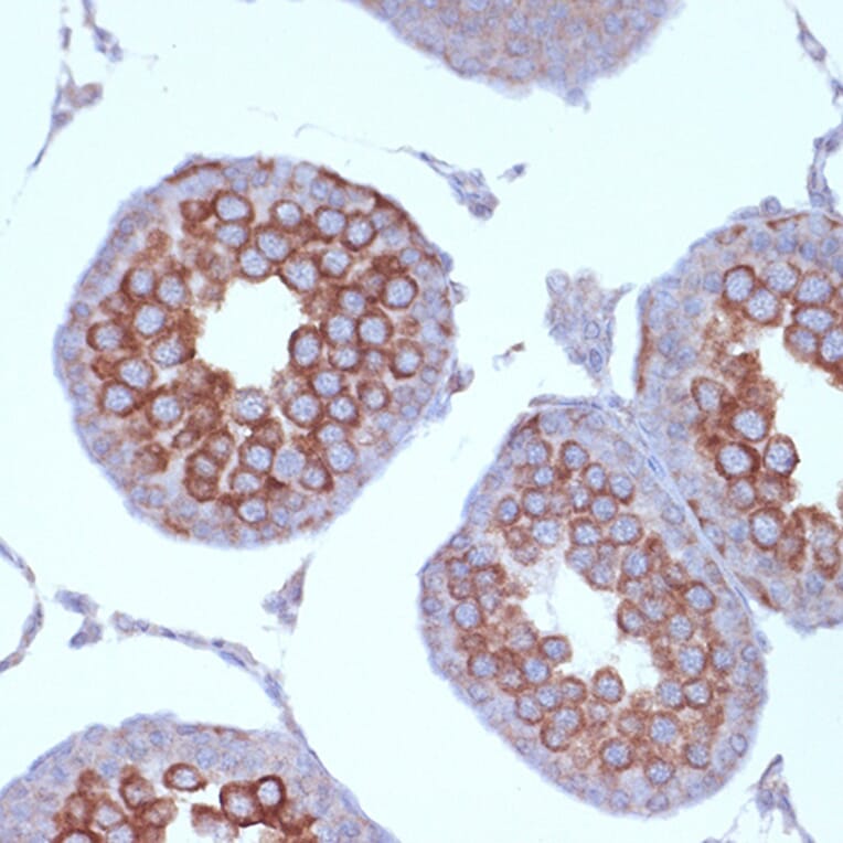 Immunohistochemistry - Anti-KIF3A Antibody [ARC1428] (A309246) - Antibodies.com