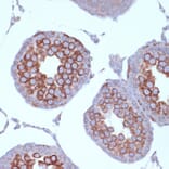 Immunohistochemistry - Anti-KIF3A Antibody [ARC1428] (A309246) - Antibodies.com