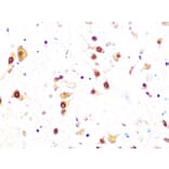 Immunohistochemistry - Anti-Casein Kinase 2 beta Antibody [ARC1069] (A309247) - Antibodies.com