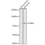 Western Blot - Anti-FUBP1/FBP Antibody [ARC1403] (A309248) - Antibodies.com