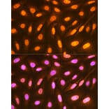Immunofluorescence - Anti-FUBP1/FBP Antibody [ARC1403] (A309248) - Antibodies.com