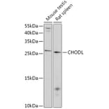 Western Blot - Anti-CHODL Antibody (A309252) - Antibodies.com