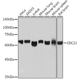 Western Blot - Anti-Cdc23 Antibody [ARC2133] (A309255) - Antibodies.com