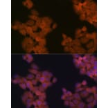 Immunofluorescence - Anti-Cdc23 Antibody [ARC2133] (A309255) - Antibodies.com