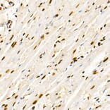 Immunohistochemistry - Anti-PTEN (phospho Ser380 + Thr382 + Thr383) Antibody (A309256) - Antibodies.com