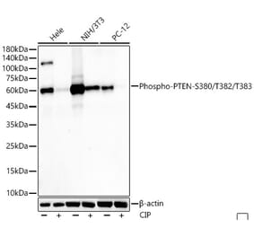 Western Blot - Anti-PTEN (phospho Ser380 + Thr382 + Thr383) Antibody [ARC55940] (A309257) - Antibodies.com