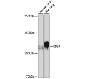 Western Blot - Anti-CD34 Antibody [ARC0219] (A309259) - Antibodies.com