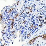 Immunohistochemistry - Anti-CD34 Antibody [ARC0219] (A309259) - Antibodies.com