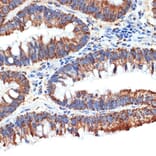 Immunohistochemistry - Anti-PAR4 Antibody [ARC1980] (A309260) - Antibodies.com