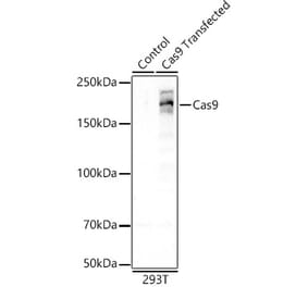 Western Blot - Anti-CRISPR-Cas9 Antibody [ARC57839] (A309264) - Antibodies.com