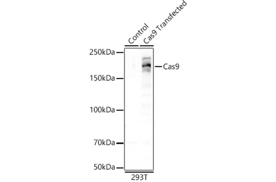 Western Blot - Anti-CRISPR-Cas9 Antibody [ARC57839] (A309264) - Antibodies.com