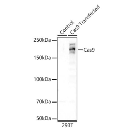 Western Blot - Anti-CRISPR-Cas9 Antibody [ARC57839] (A309264) - Antibodies.com