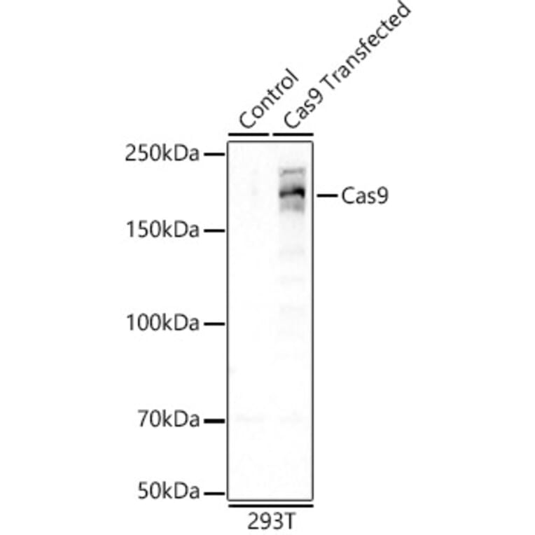 Western Blot - Anti-CRISPR-Cas9 Antibody [ARC57839] (A309264) - Antibodies.com