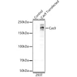Western Blot - Anti-CRISPR-Cas9 Antibody [ARC57839] (A309264) - Antibodies.com
