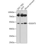 Western Blot - Anti-B3GNT3 Antibody (A309266) - Antibodies.com