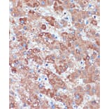 Immunohistochemistry - Anti-B3GNT3 Antibody (A309266) - Antibodies.com